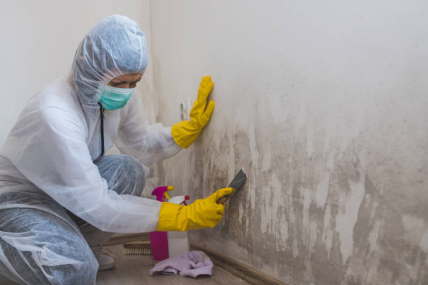 Best White Mold Remediation in University Of Pittsburgh Johnstown, PA