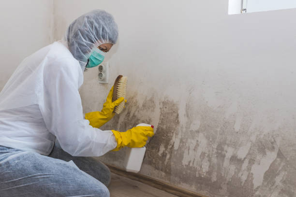 Best DIY Mold Remediation Support Services in University Of Pittsburgh Johnstown, PA