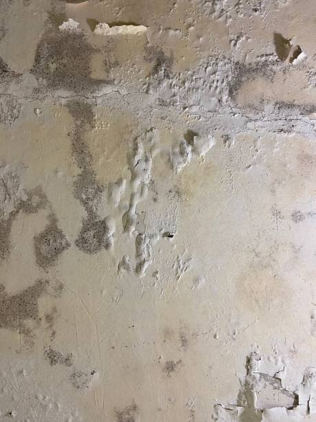 Best Basement Mold Remediation in University Of Pittsburgh Johnstown, PA