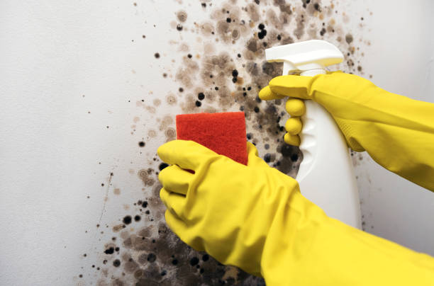 University Of Pittsburgh Johnstown, PA Mold Remediation Company