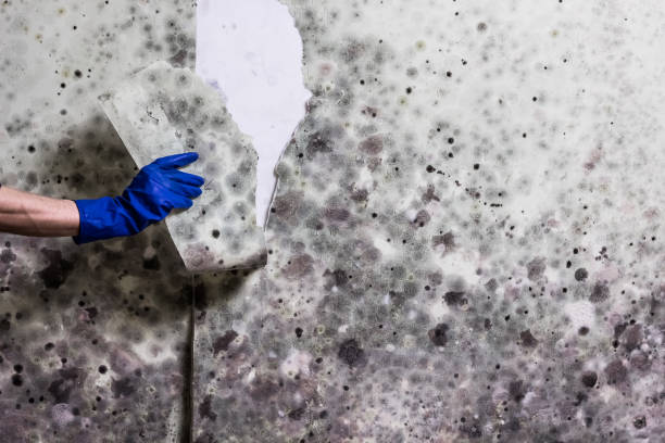 Best Mold Testing and Inspection Services in University Of Pittsburgh Johnstown, PA